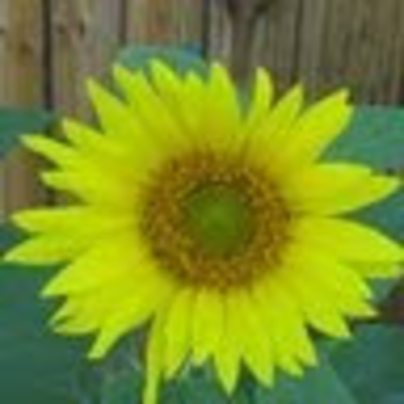 Meet your Posher, Lori - Picture 1 of 1